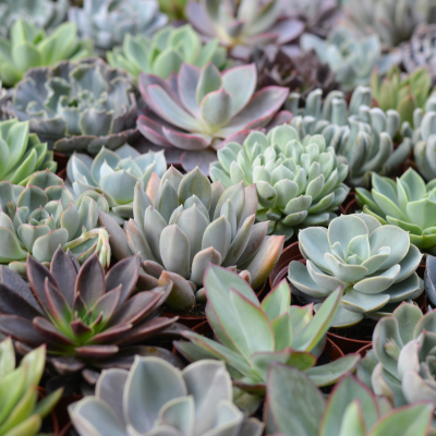 Cacti and Succulents