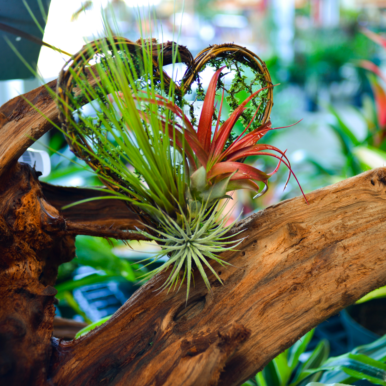 Agaves and Air Plants