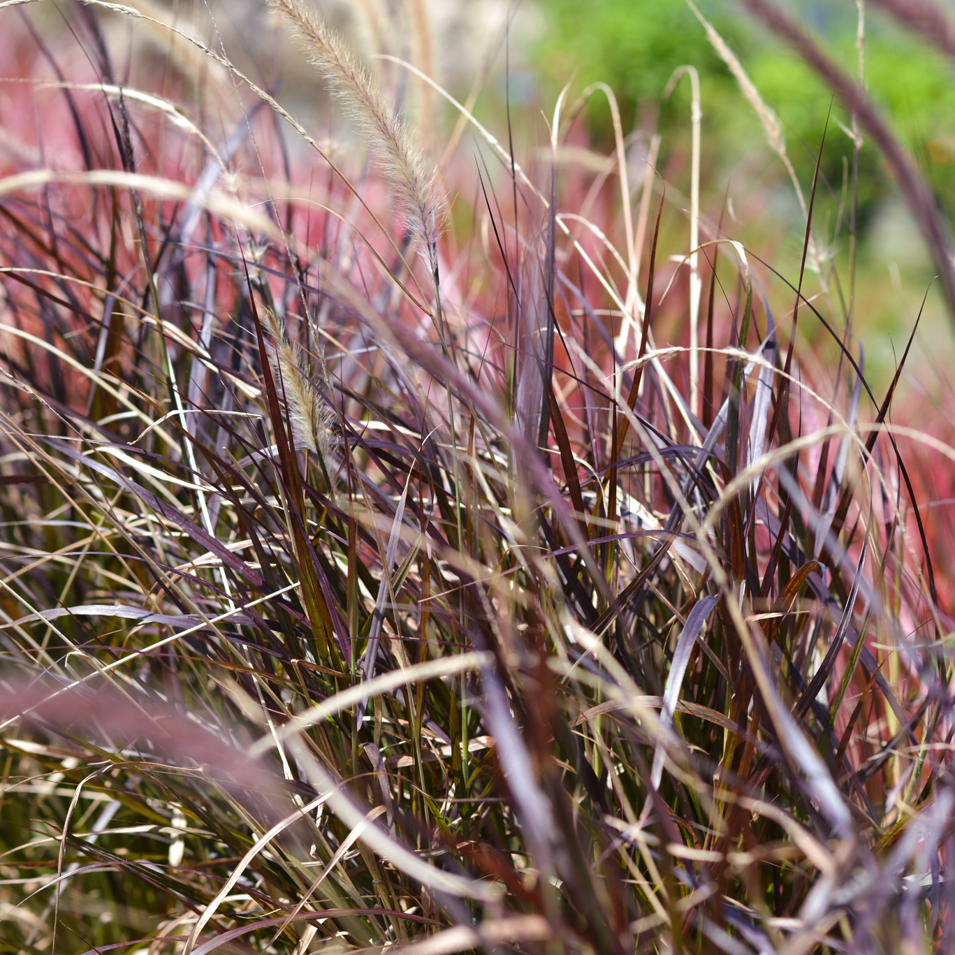 Grasses