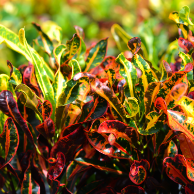 Non-Flowering Shrubs & Native